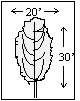 Bessoniana Black Locust