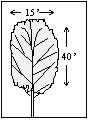 Chanticleer or Cleveland Select Flowering Pear