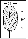 Karpick Red Maple