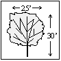 Pacific Sunset Maple