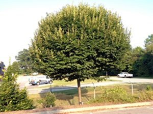 American Hornbeam