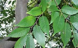 American Hornbeam Fall Color