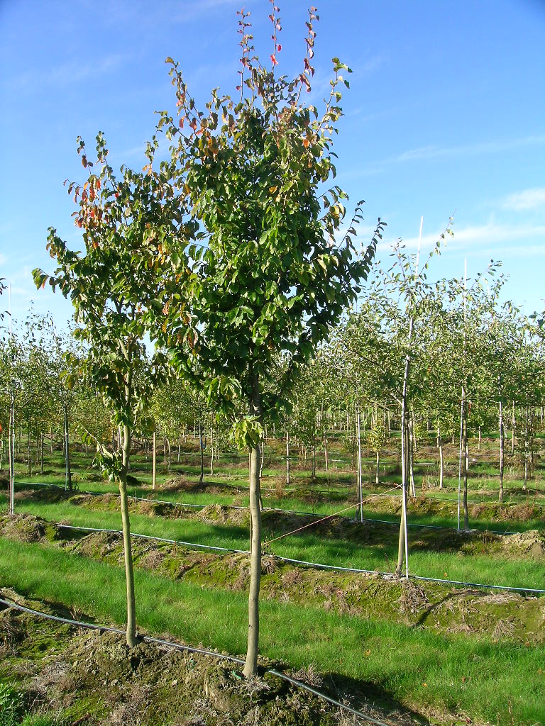 American Hornbeam