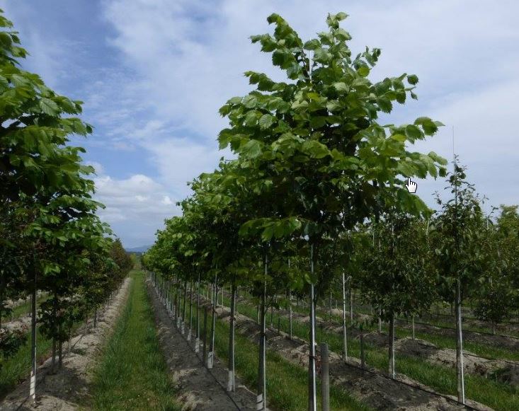 American Hornbeam