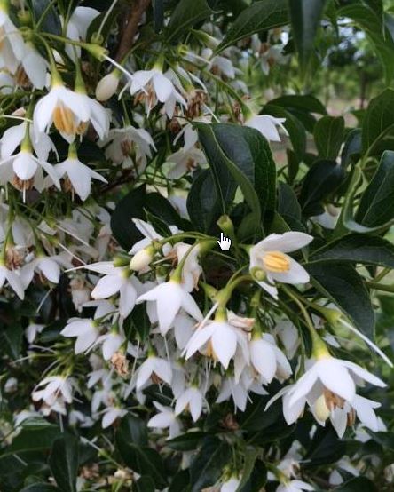 Autumn Brilliance Serviceberry