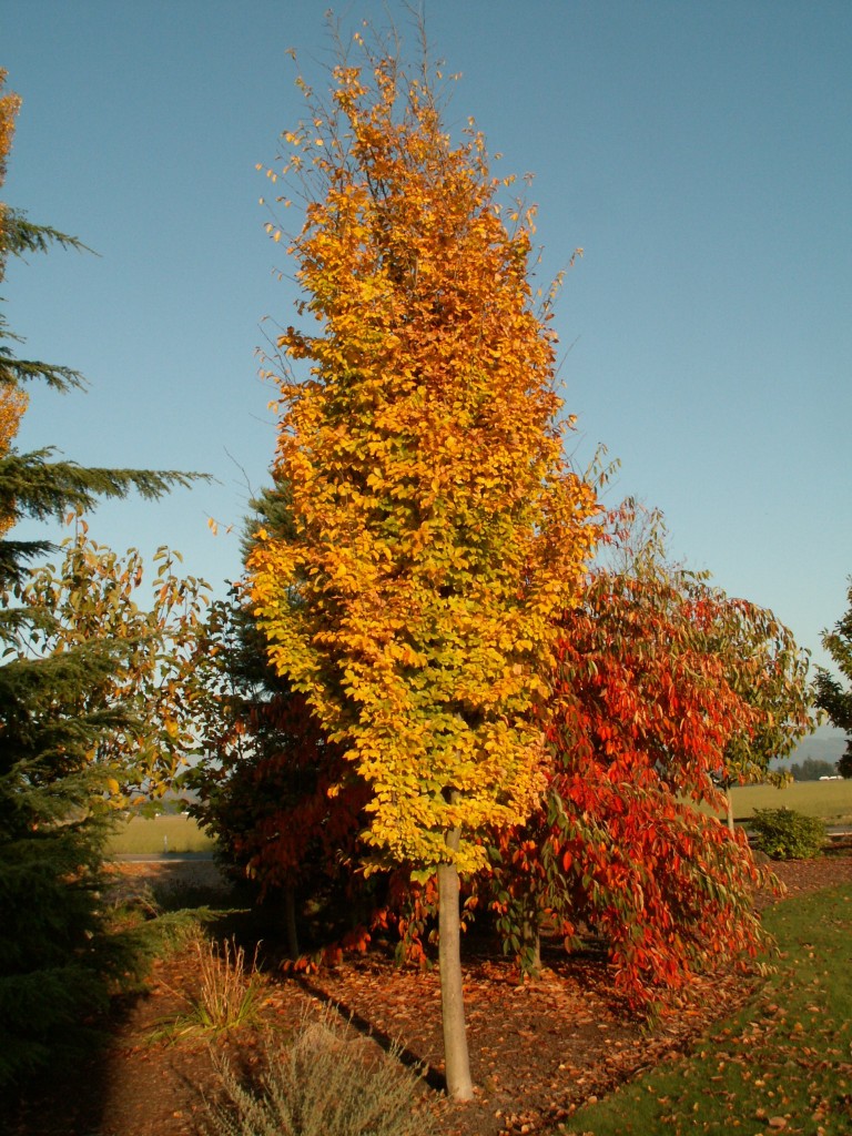 American Hornbeam