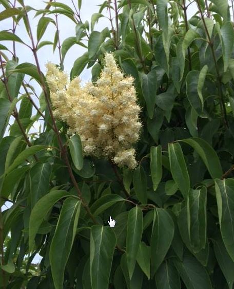 American Hornbeam