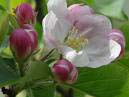 Adirondack Flowering Crab Flower