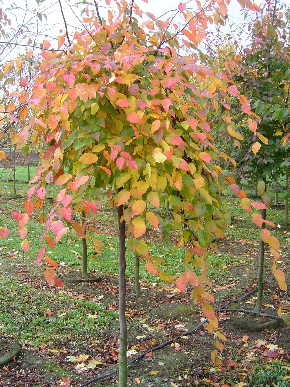 American Hornbeam Fall Color