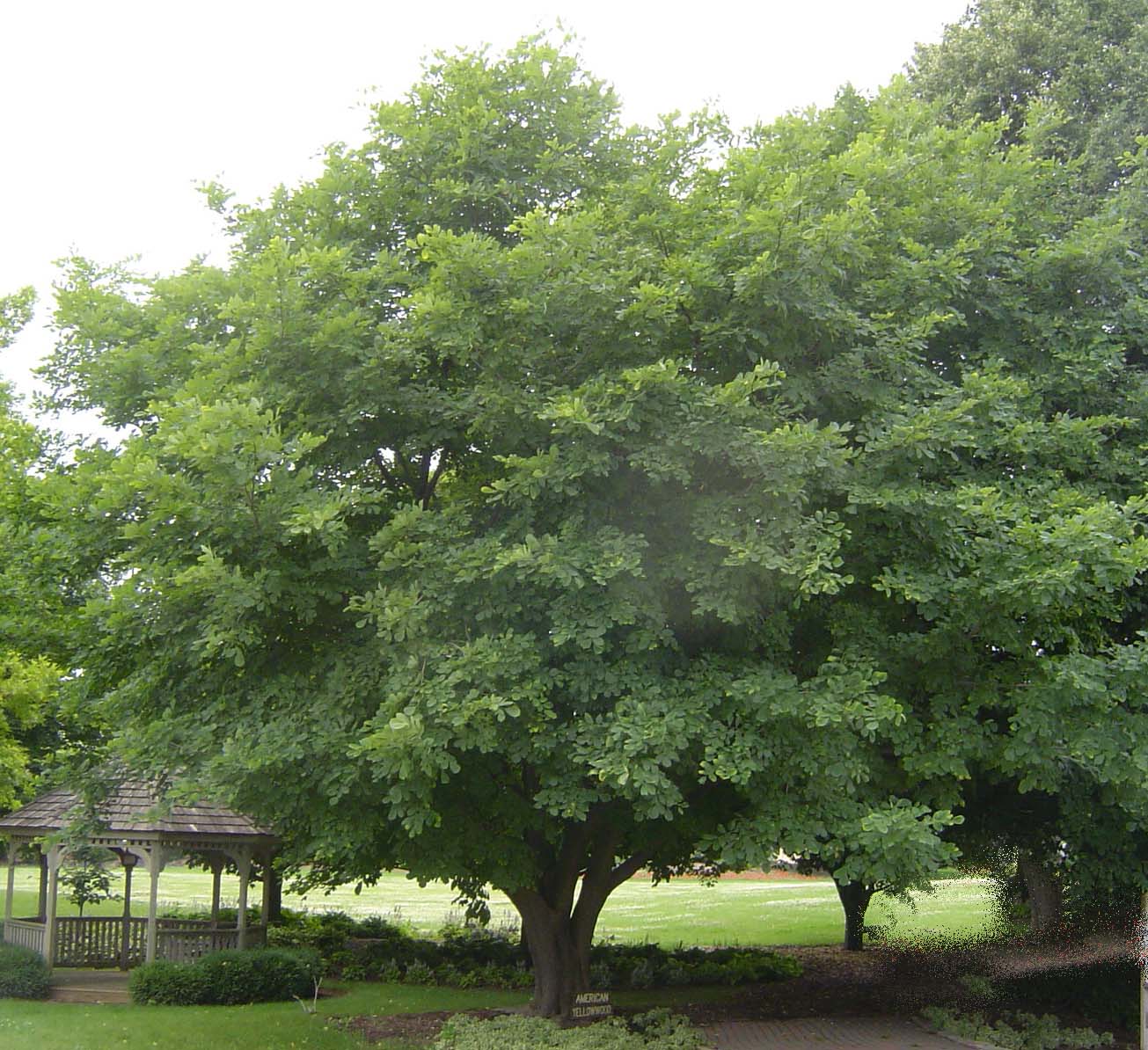 Mature American Yellowwood