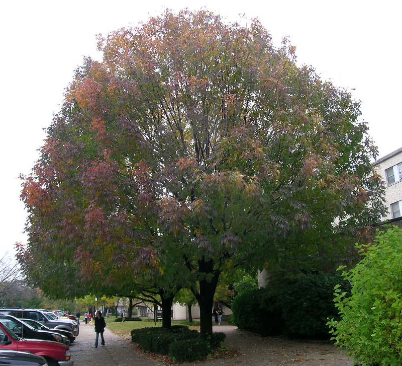 Mature Autumn Purple Ash