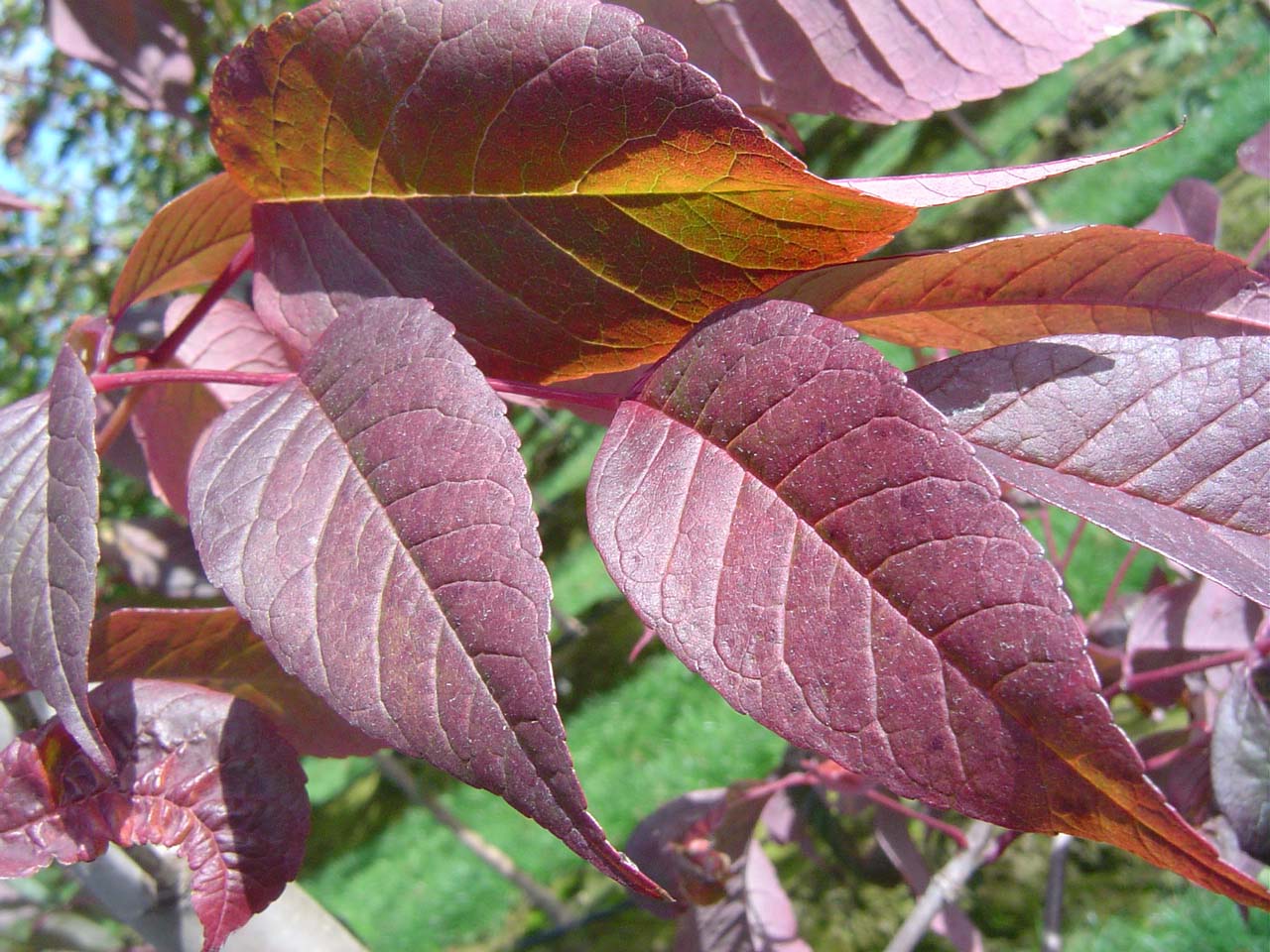 Autumn Purple Ash Leaf