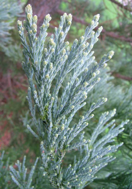 Blue Giant Sequoia Branch