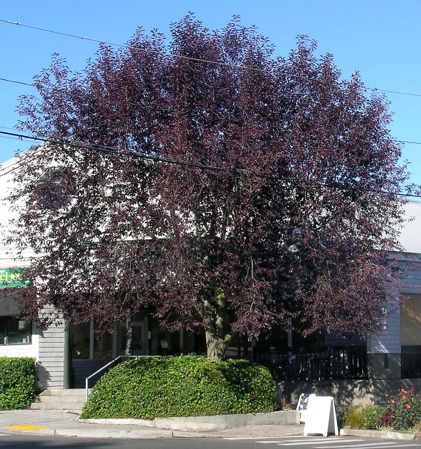 Canadian Red Chokecherry Tree Problems