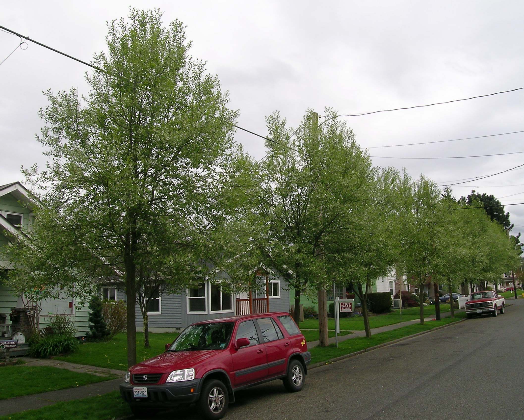 Canada Red Chokecherry