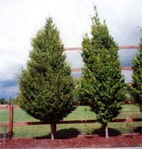 'Frans Fontaine' European Hornbeam