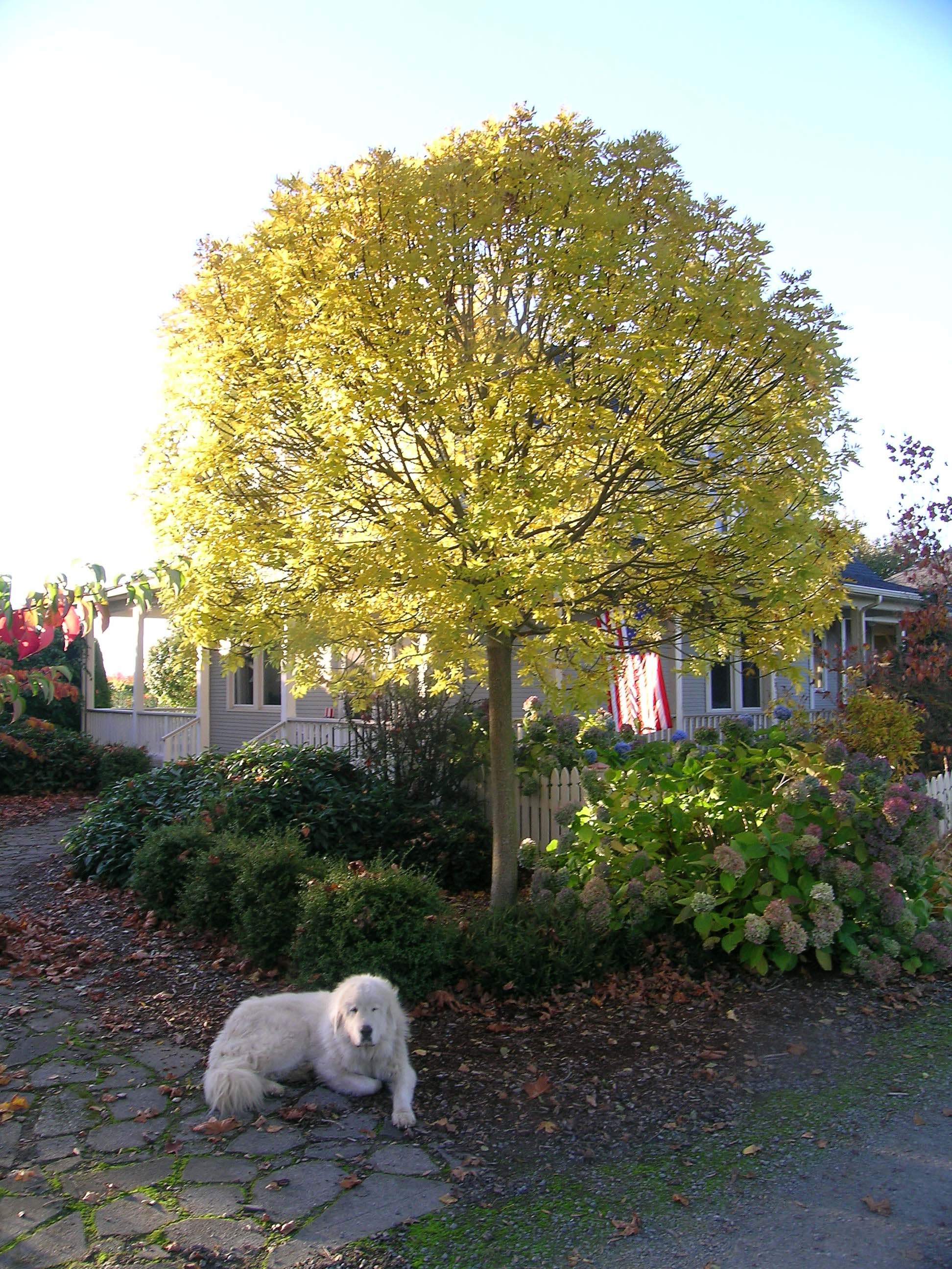 Globehead European Ash Fall Color