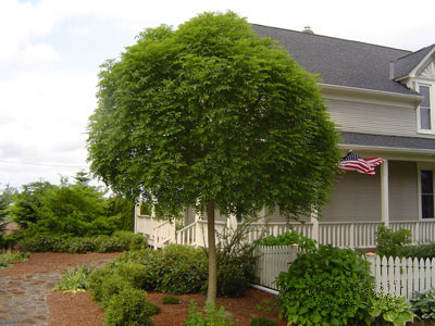 Globehead European Ash