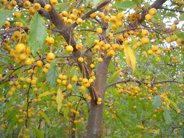 Golden Raindrops Flowering Crab Berries