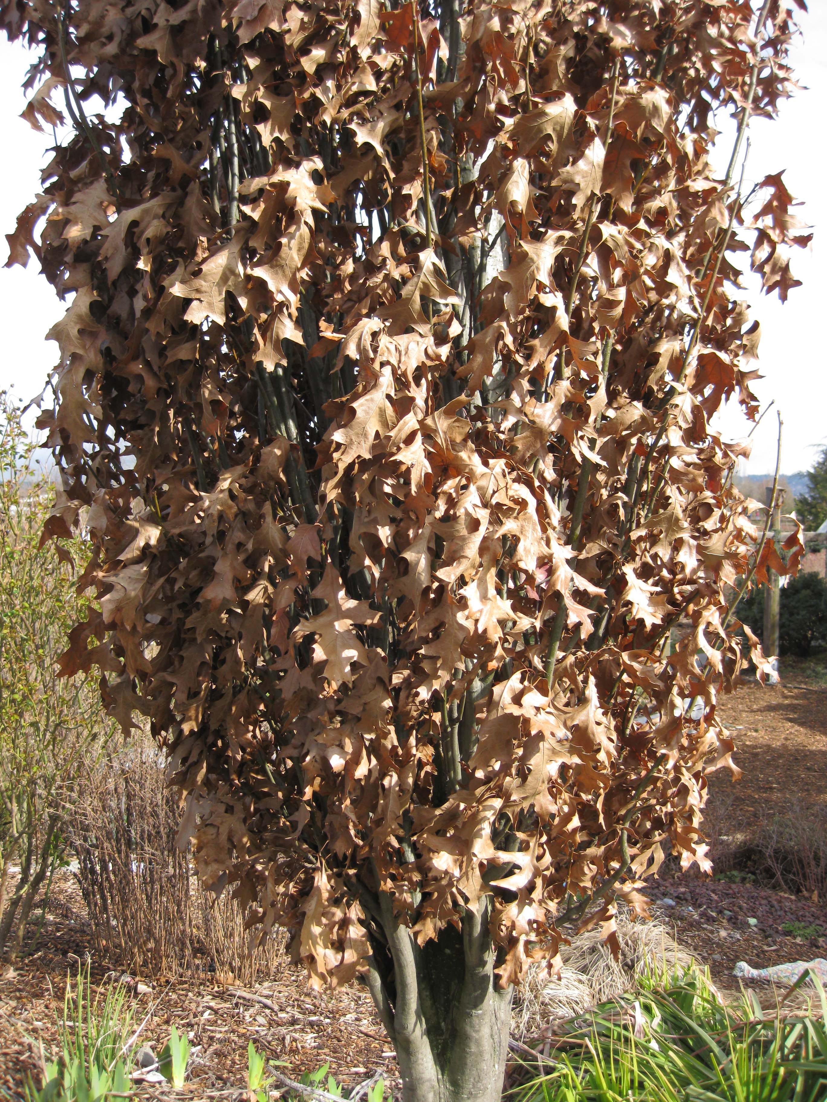 Green Pillar Oak in Winter