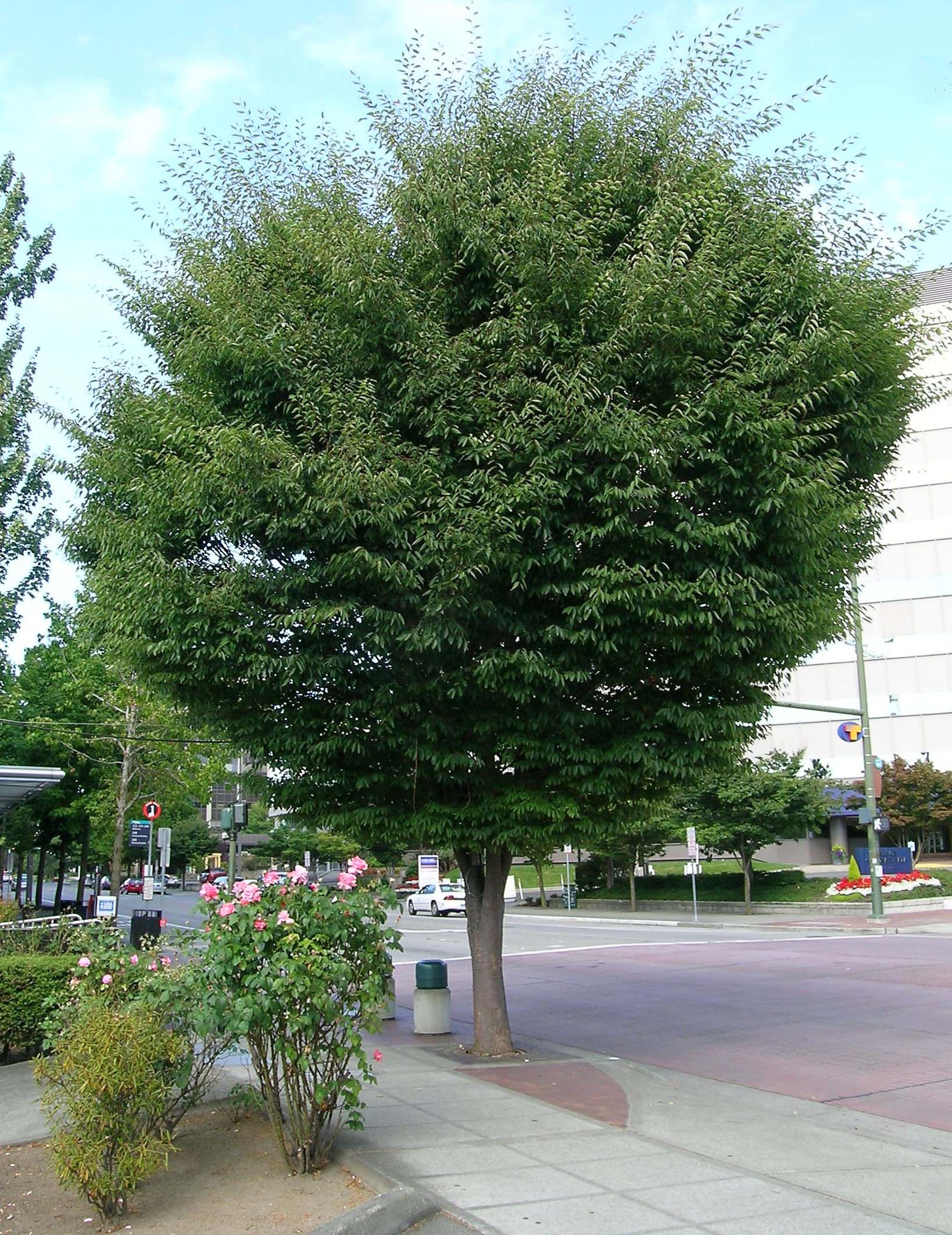 Green Vase Japanese Zelkova