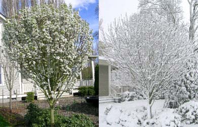 Jack Callery Pear Spring Flowers & Winter Snow