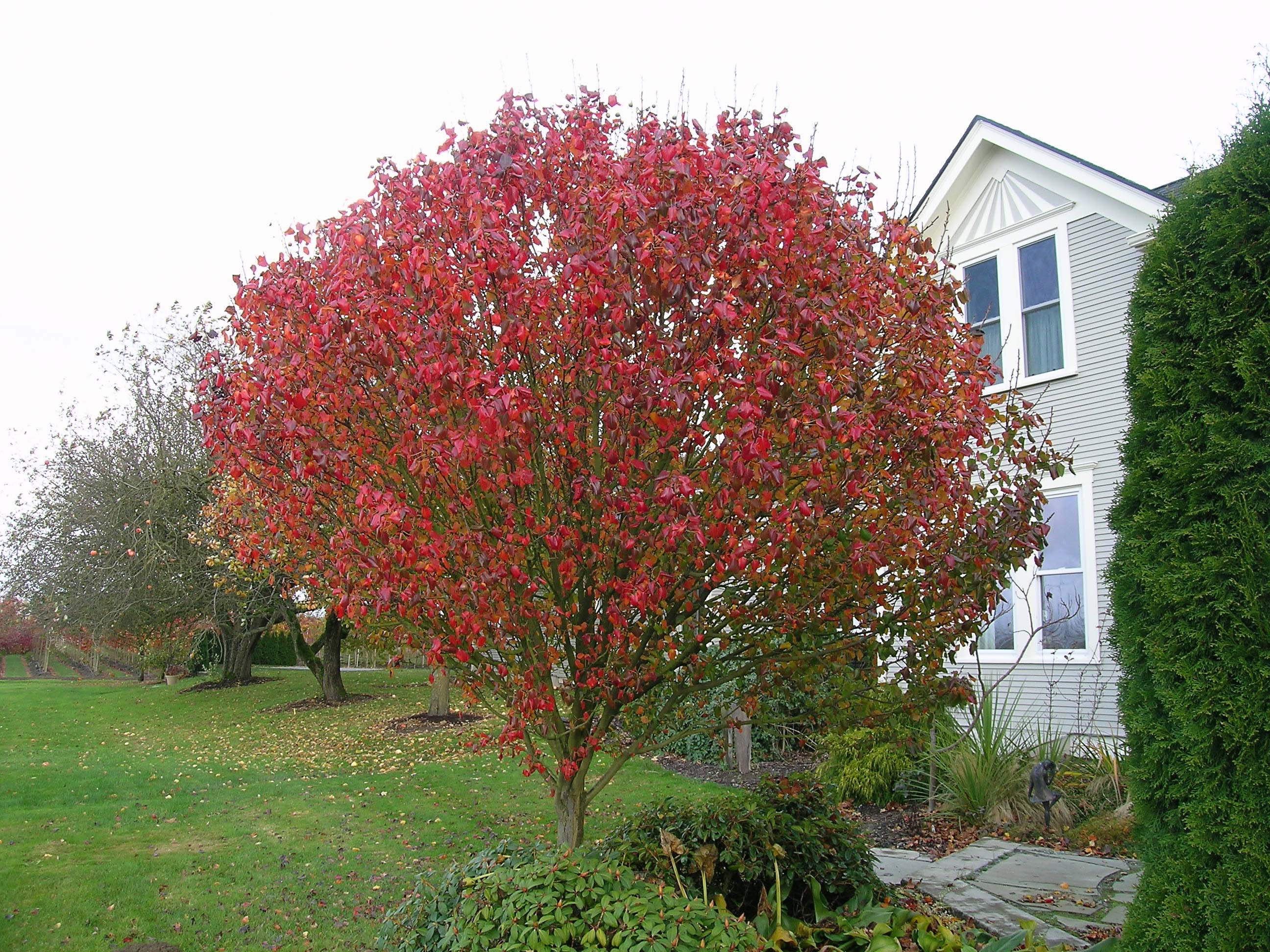 Jack Callery Pear Fall Color