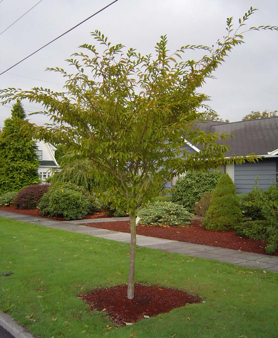 Japanese Hornbeam