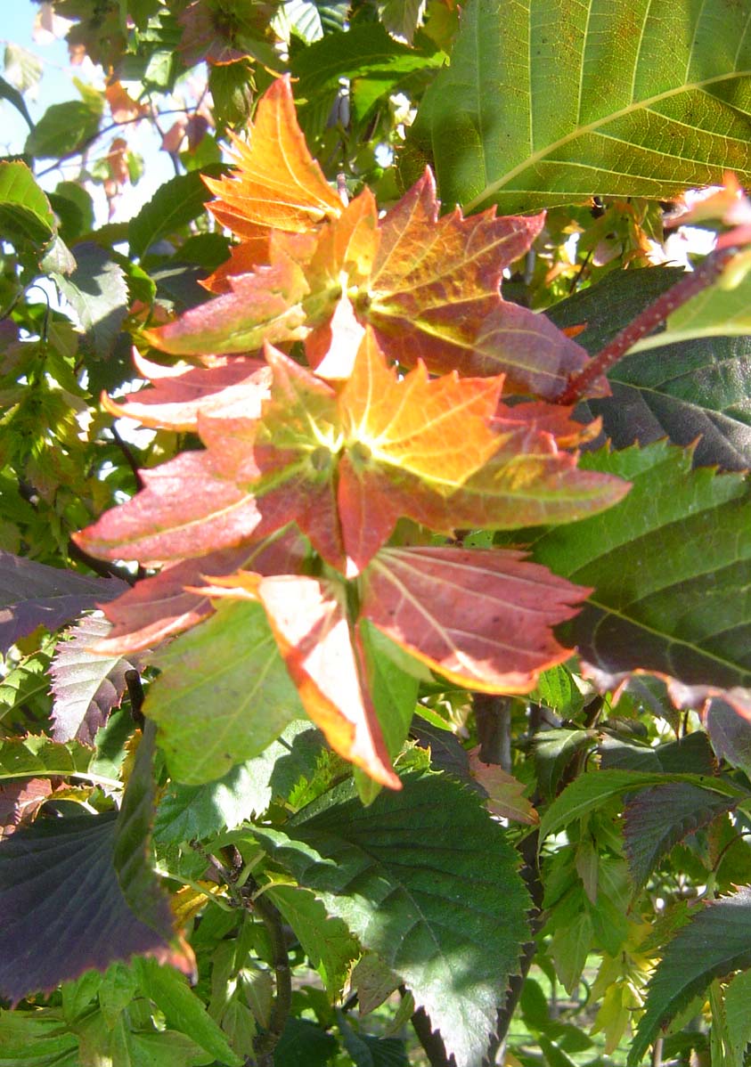 Japanese Hornbeam Seed