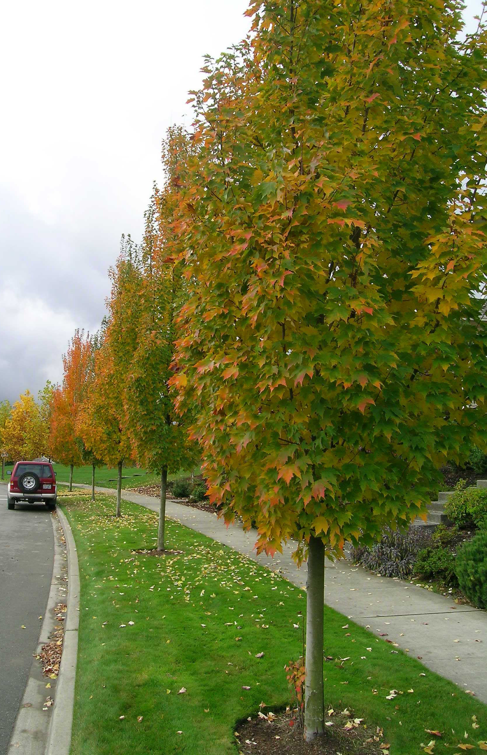 Karpick Red Maple