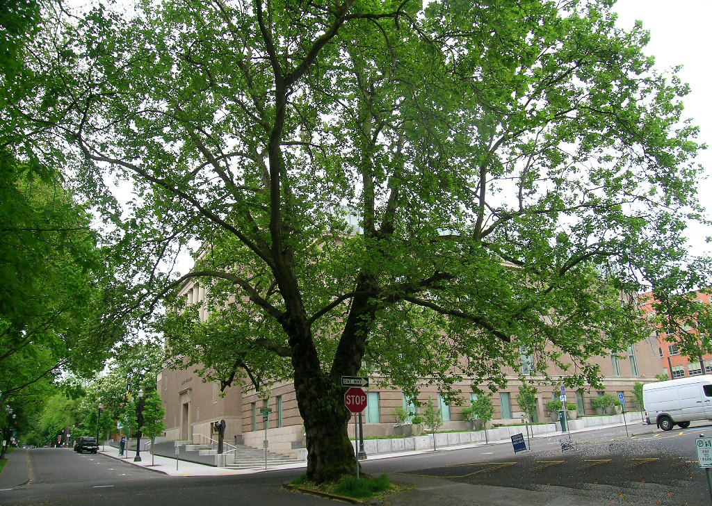 Mature London Plane