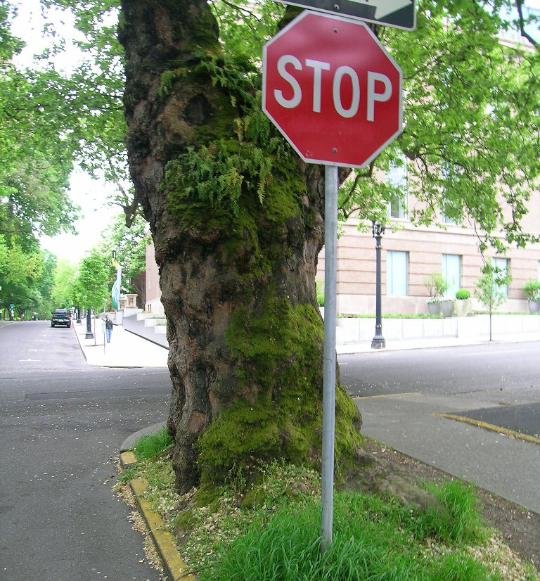 London Plane Trunk