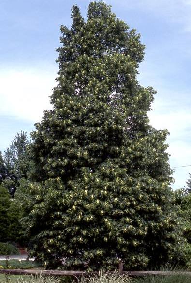 Mature Corinthian Linden