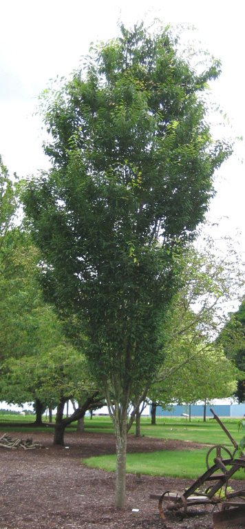 Tree Profile for the Japanese Zelkova