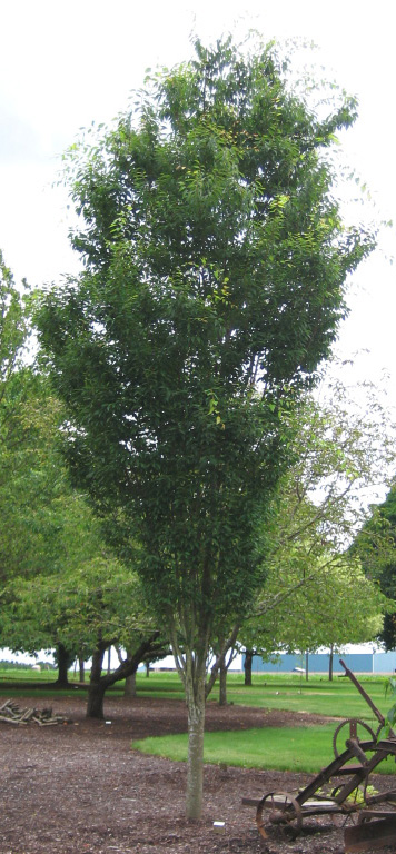 Musachino Japanese Zelkova