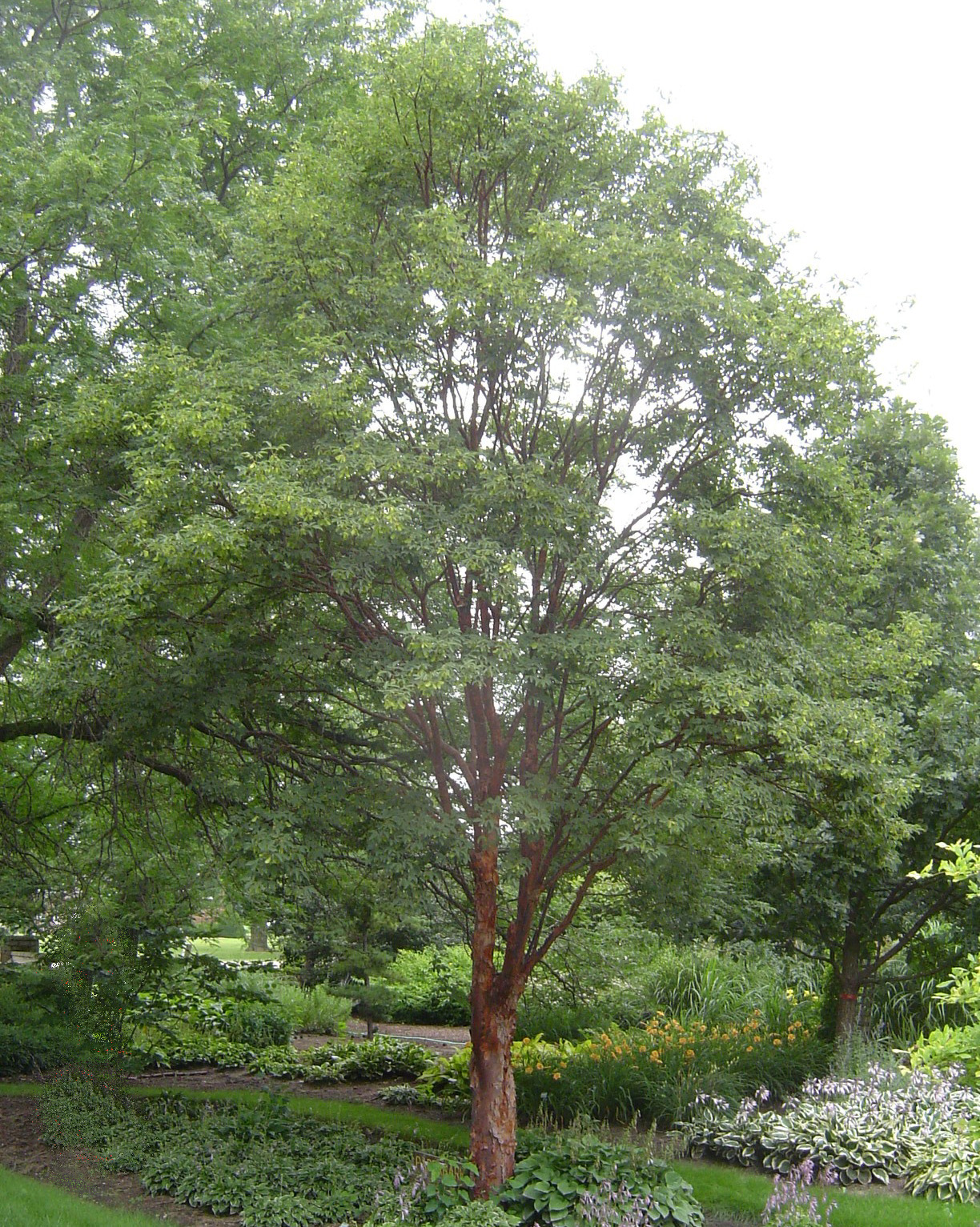 Paperbark Maple