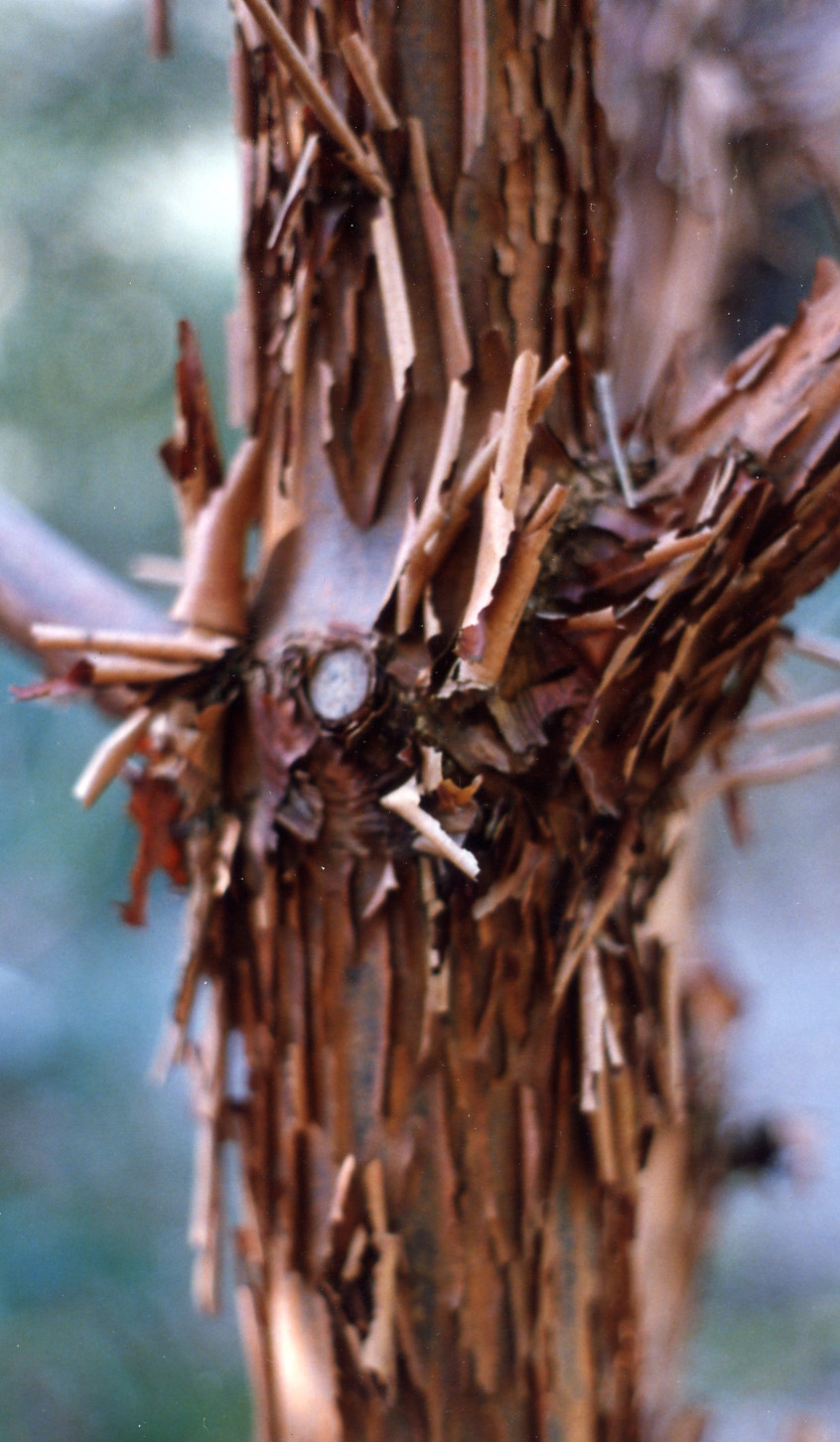 Paperbark Maple Trunk