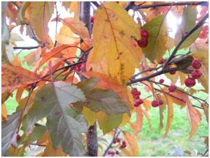 Royal Raindrops Flowering Crab Leaves & Berries