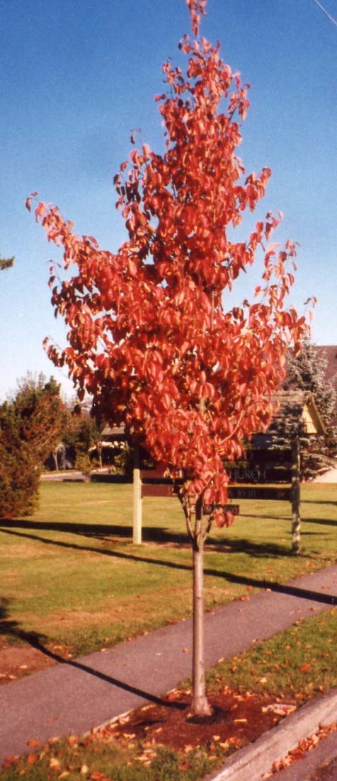 Tschonoskii Flowering Crab Fall Color