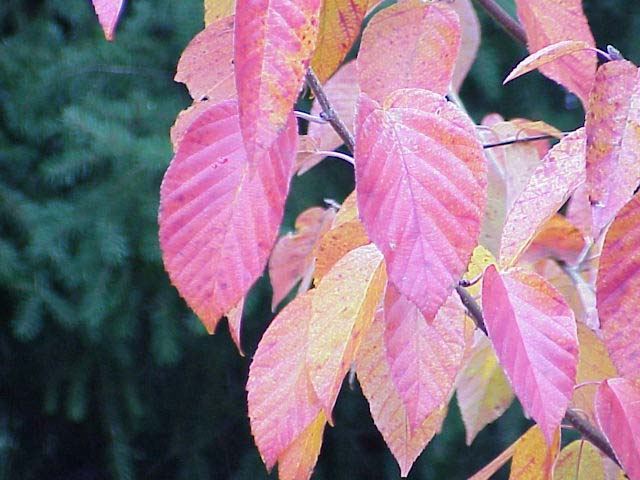 Tschonoskii Flowering Crab Leaf