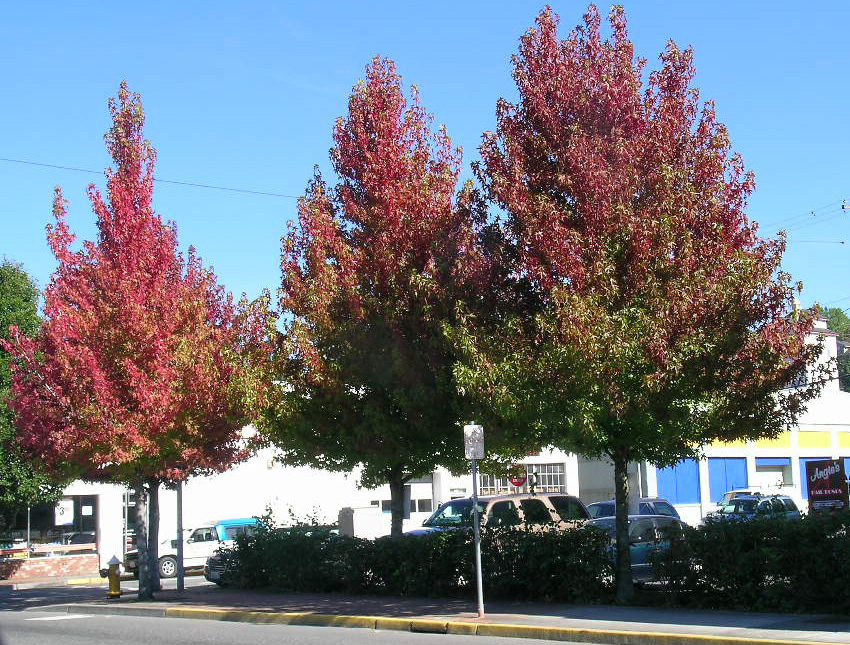 Sweetgum