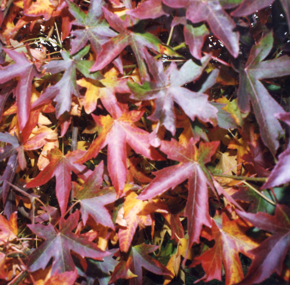 Sweetgum Leaves