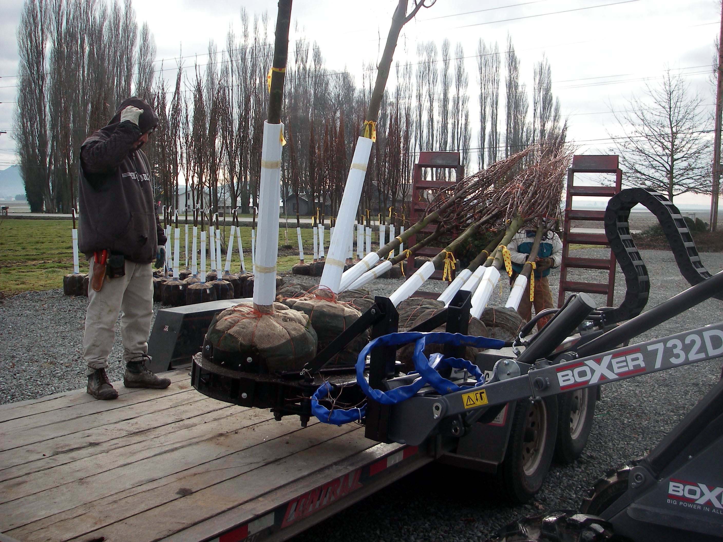 Loading with the Boxer at Urban Forest Nursery, Inc.