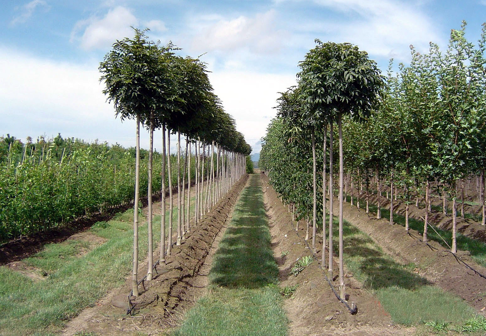 Globe Ash at Urban Forest Nursery, Inc.