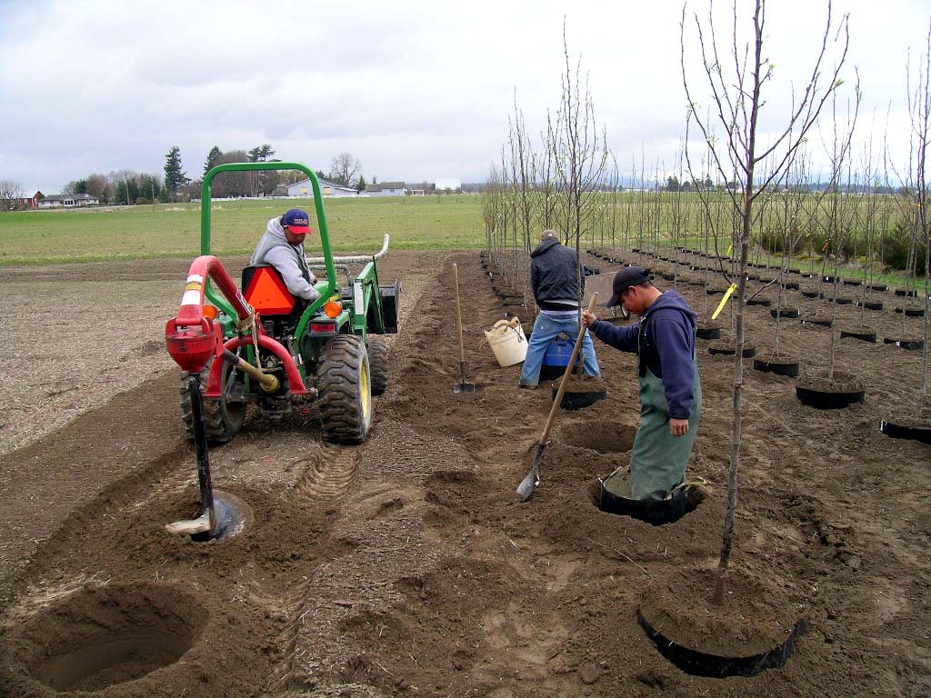 Planting in the Grow Bags - Urban Forest Nursery, Inc.