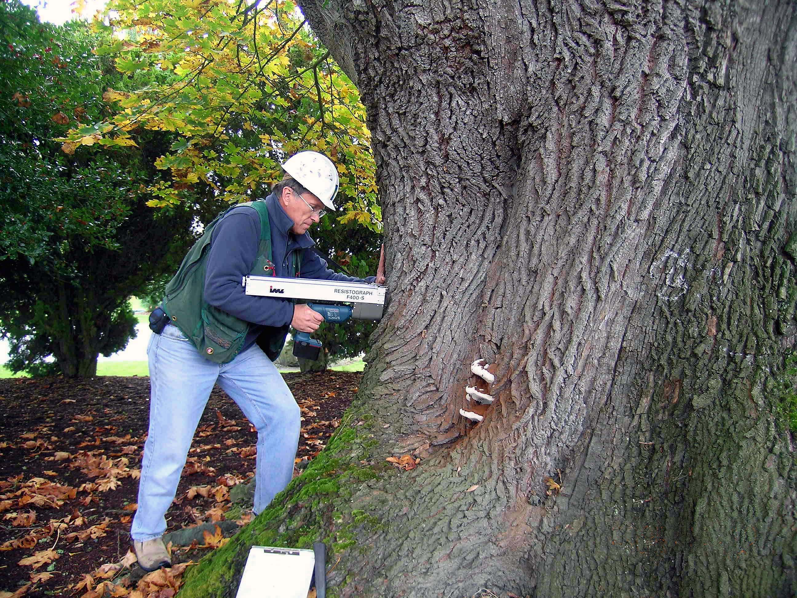 Jim Working with the Resistograph - Urban Forestry Services, Inc.