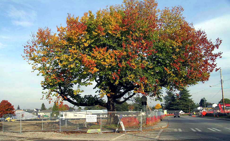 Example of Tree Preservation